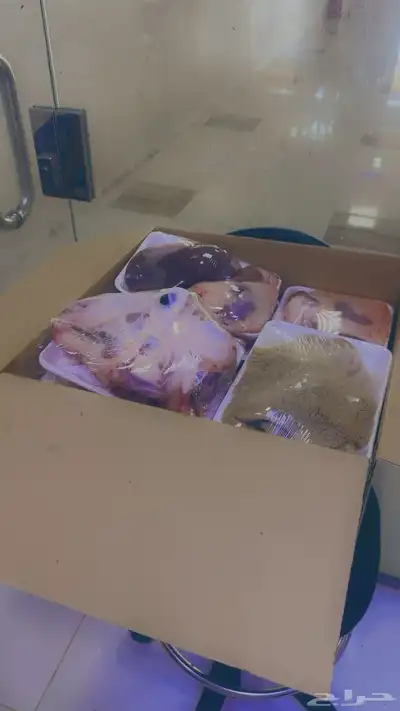 ذبايح يوجد بالنص الي يبي حياه والذبح عند الطلب index