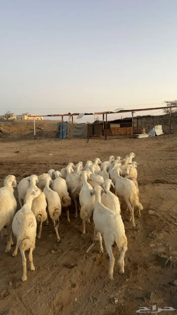 غنم ضان 2