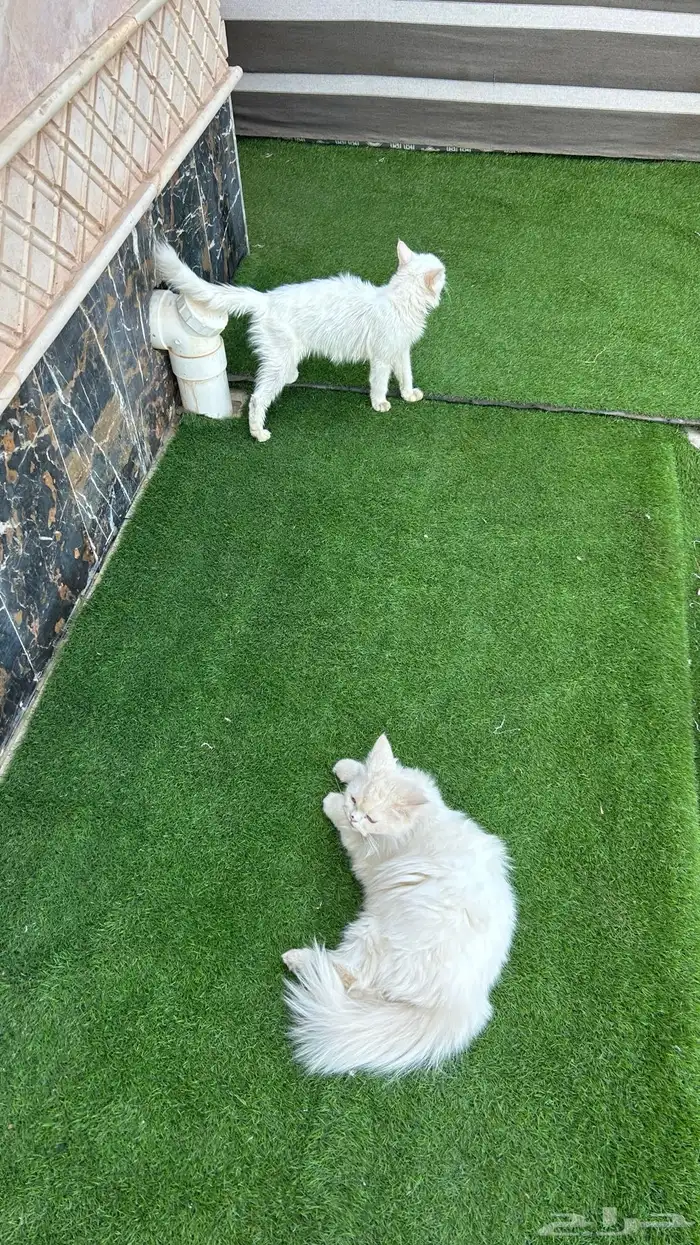 قطط شرازي للبيع 2