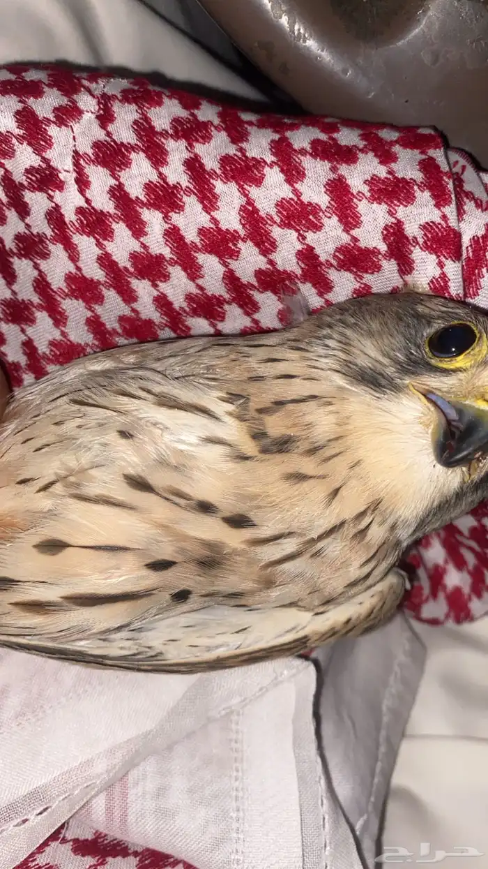 باشق البيع عجل 1