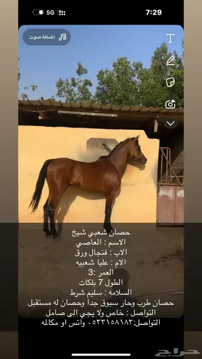 حصان شعبي index