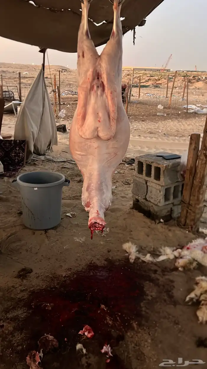 حريات وعرب 5