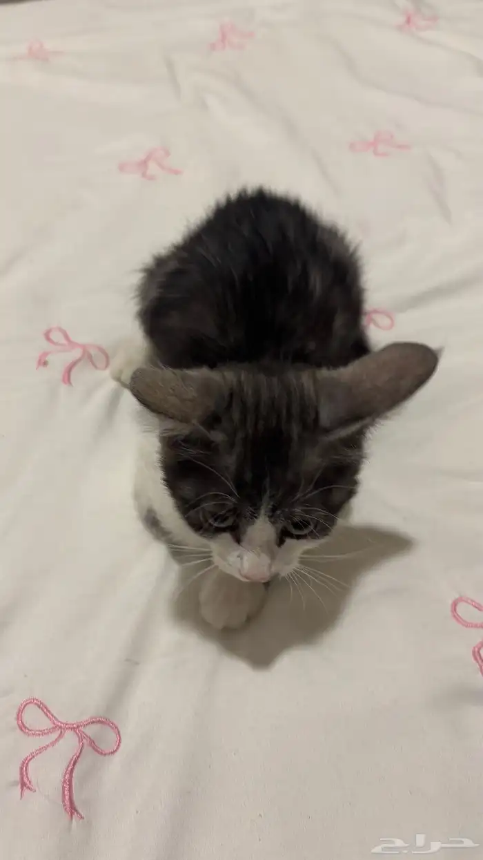 قطه صغيره لتبني 1