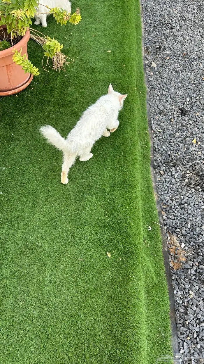 قطط شرازي للبيع 3