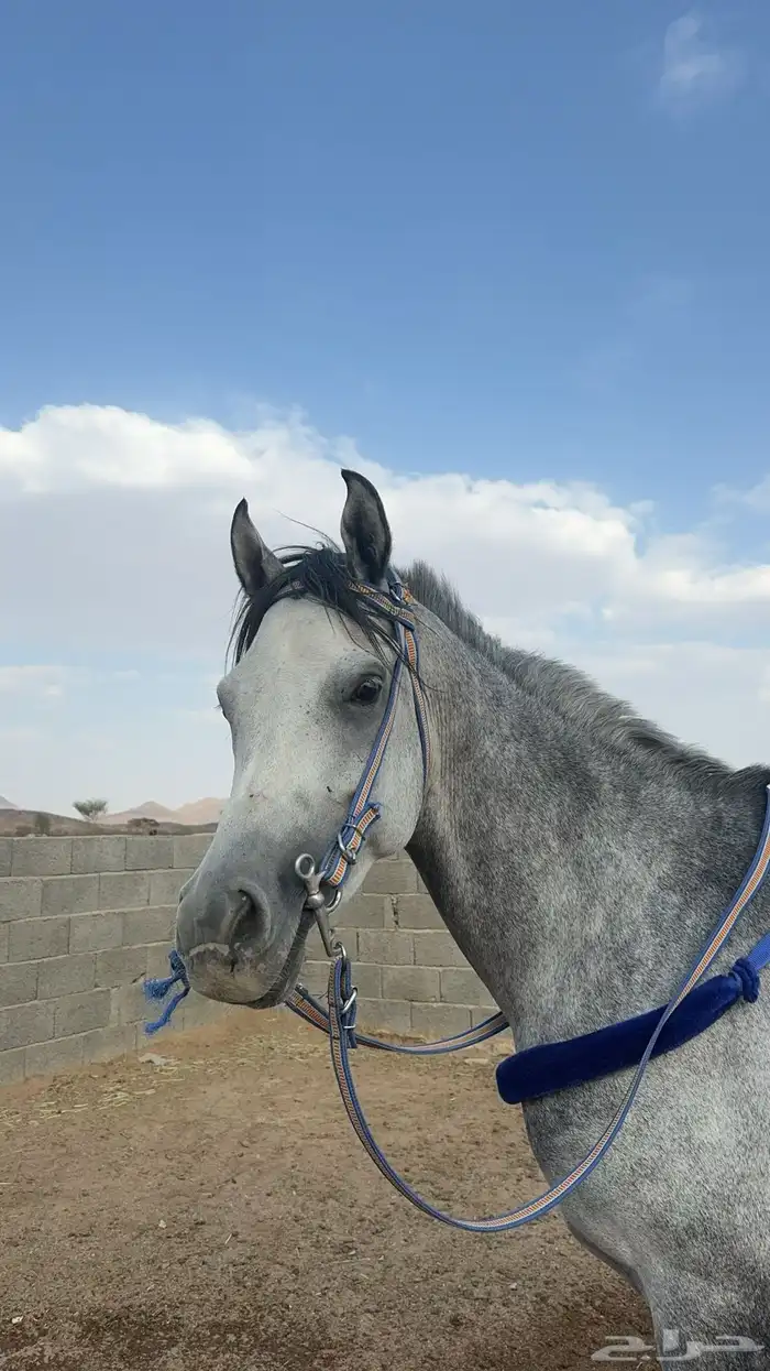 حصان شعبي الاسم لهب العمر خمس سنين 1