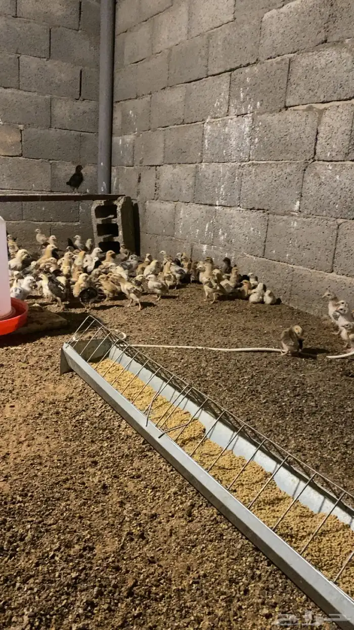 صوص دجاج بلدي فواتح 2