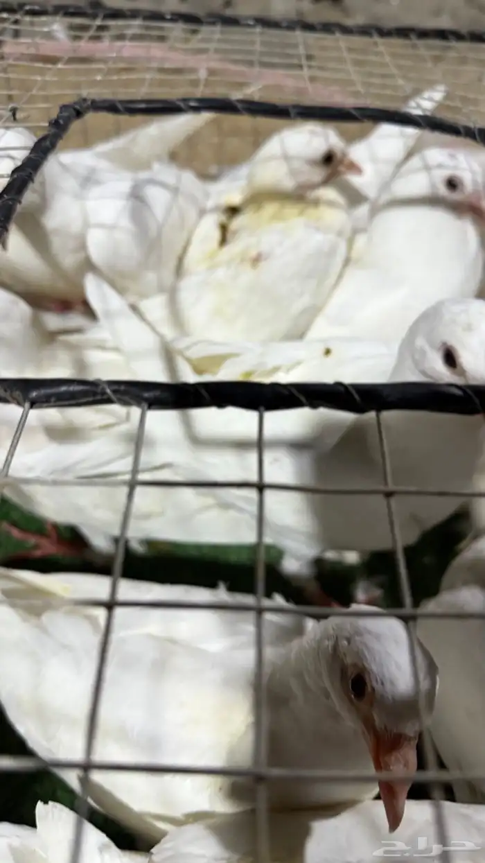 زغاليل فرنسي فاخره 1