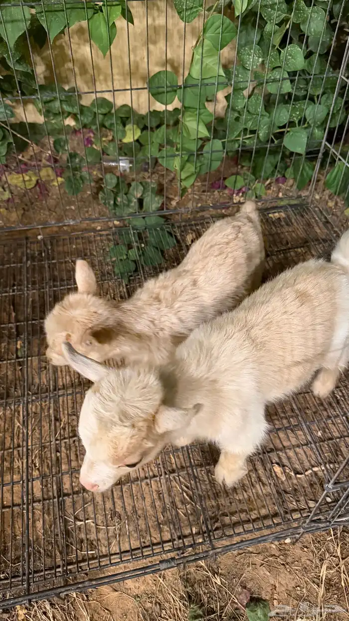 جوز ماعز قزم بيور (تم البيع) 3