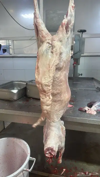 ذبايح يوجد بالنص الي يبي حياه والذبح عند الطلب index