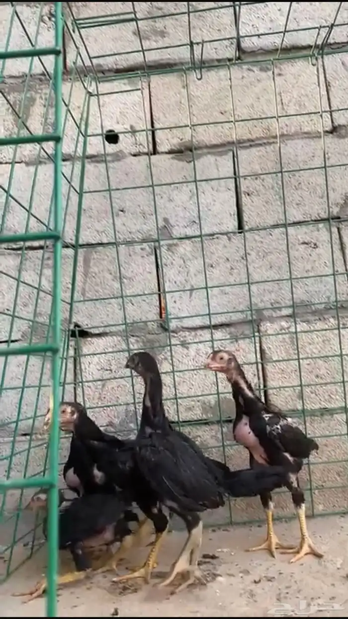 صيصان شامو الماني للبيع 1