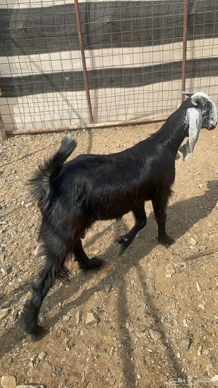 تيس ذبيحه مخصي طيب بالحيل(تم البيع) 5