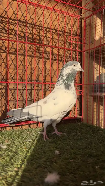 حمام باكستاني index