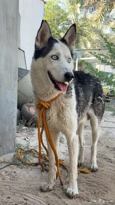 كلب هاسكي بيعه سريعه مهو حقه index