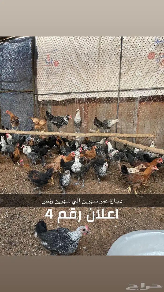 دجاج وفيومي 3