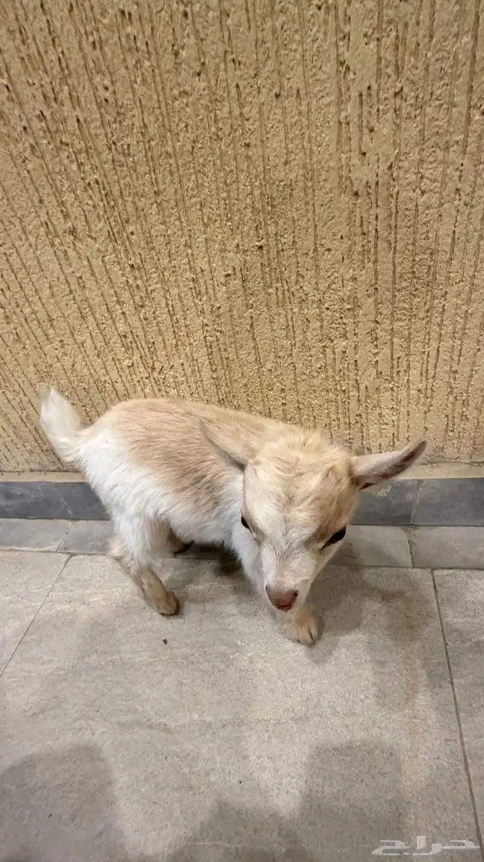 جوز ماعز قزم بيور (تم البيع) 0