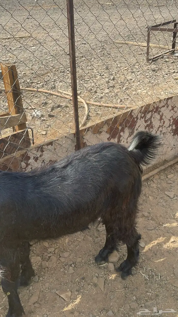 تيس ذبيحه مخصي طيب بالحيل(تم البيع) 8