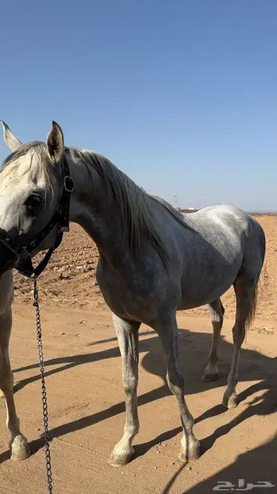 حصان مصري بيور index