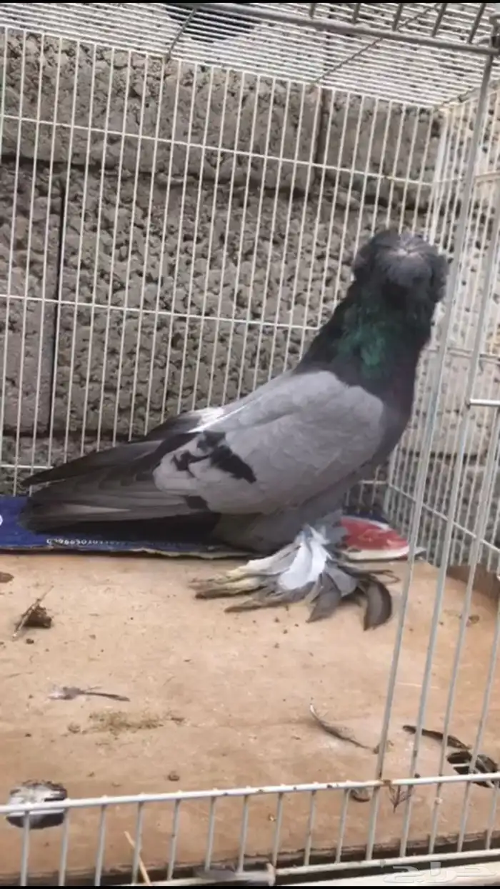 حمام بخارى 2