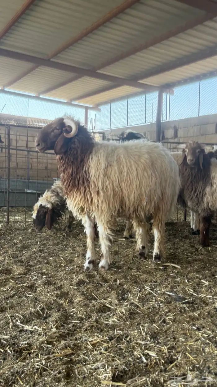 خرفان نعيم بلدي ذمه وأمانه 3