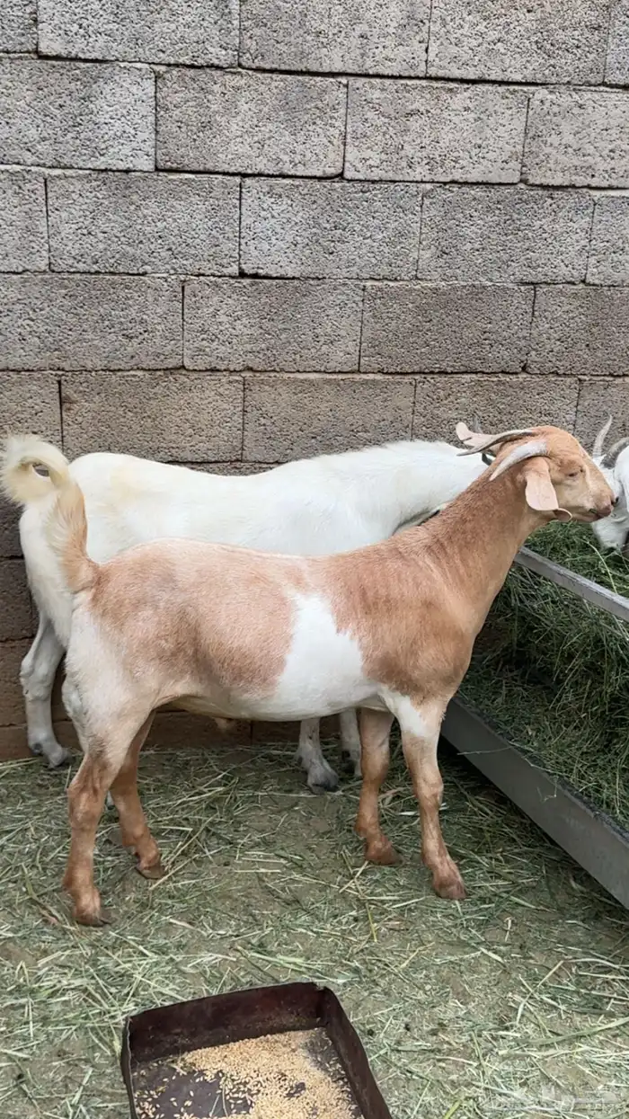 اعرض لكم تيوس بلدي شرط 0