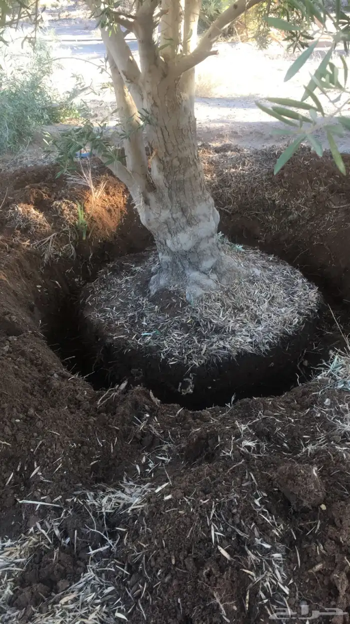 توريد وزراعة اشجار زيتون شجر زيتون 53