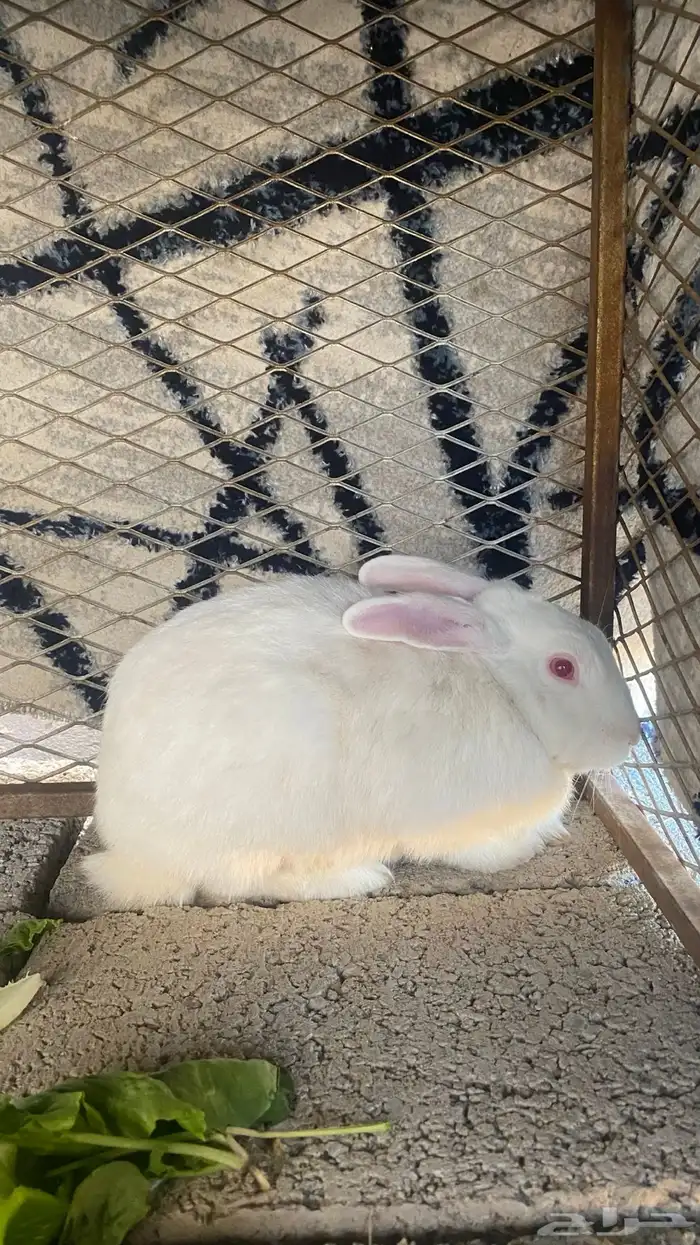 ارانب للبيع 0