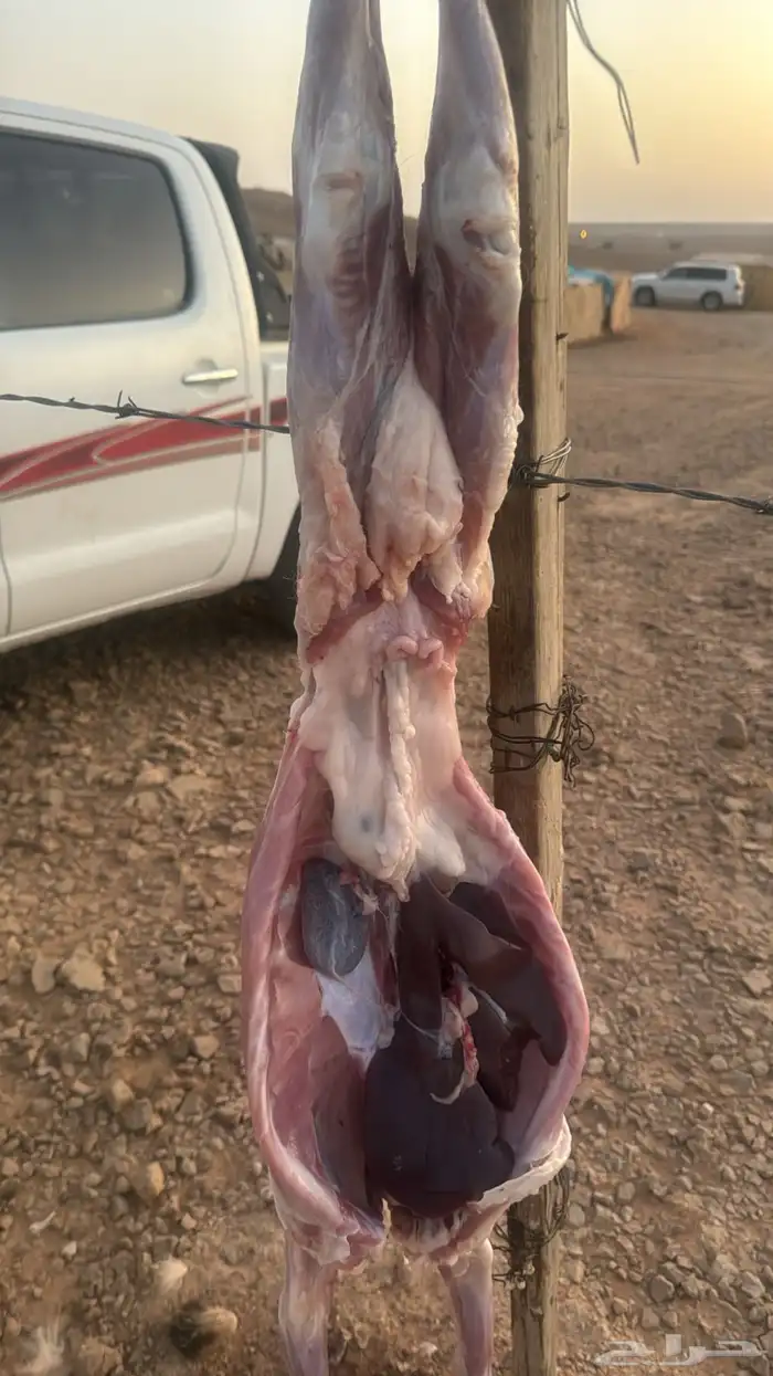 ذبائح برية 3