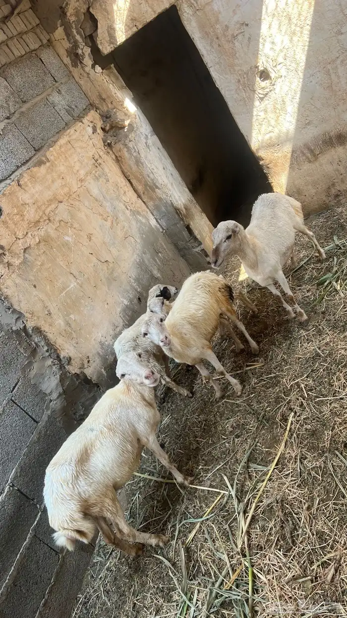 غنم بلدي اموره طيبه 0