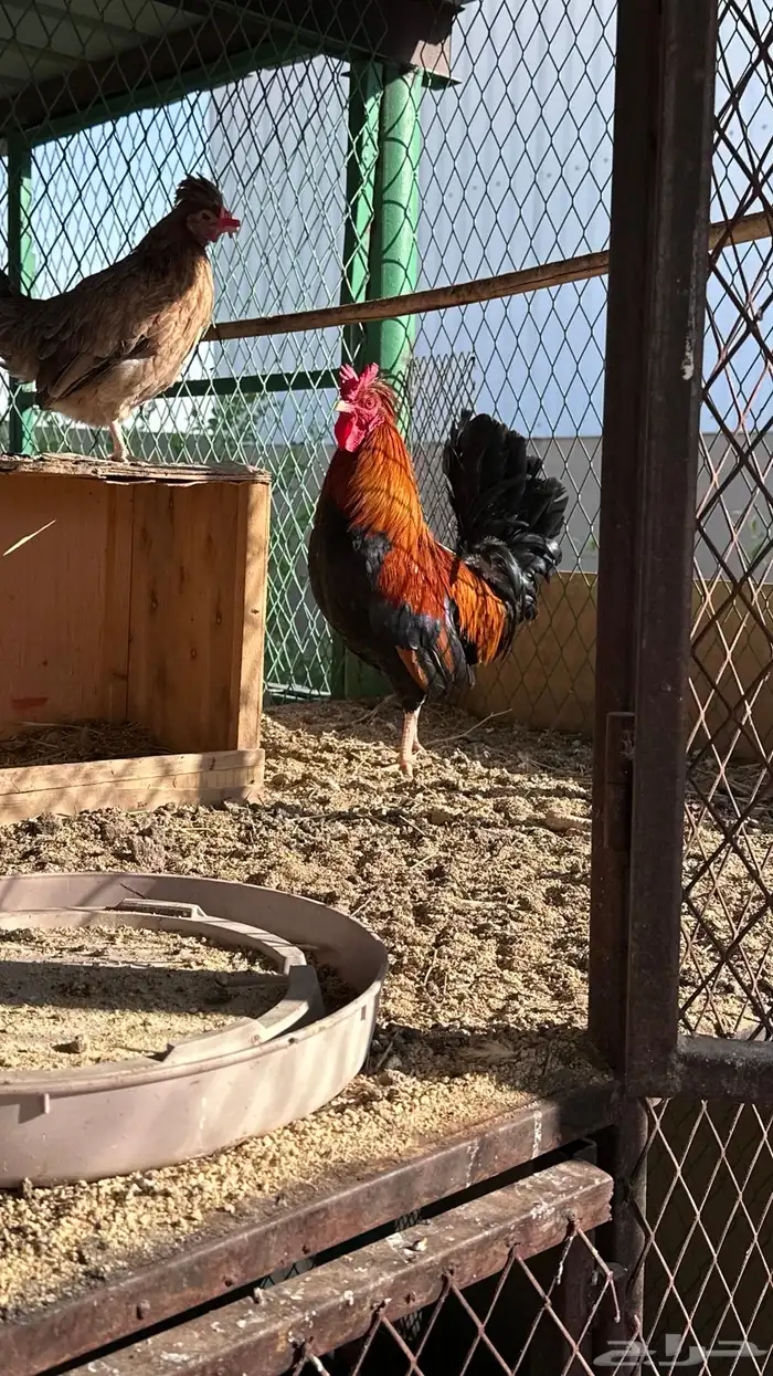 دجاج عربي ترثه دم صافي 0