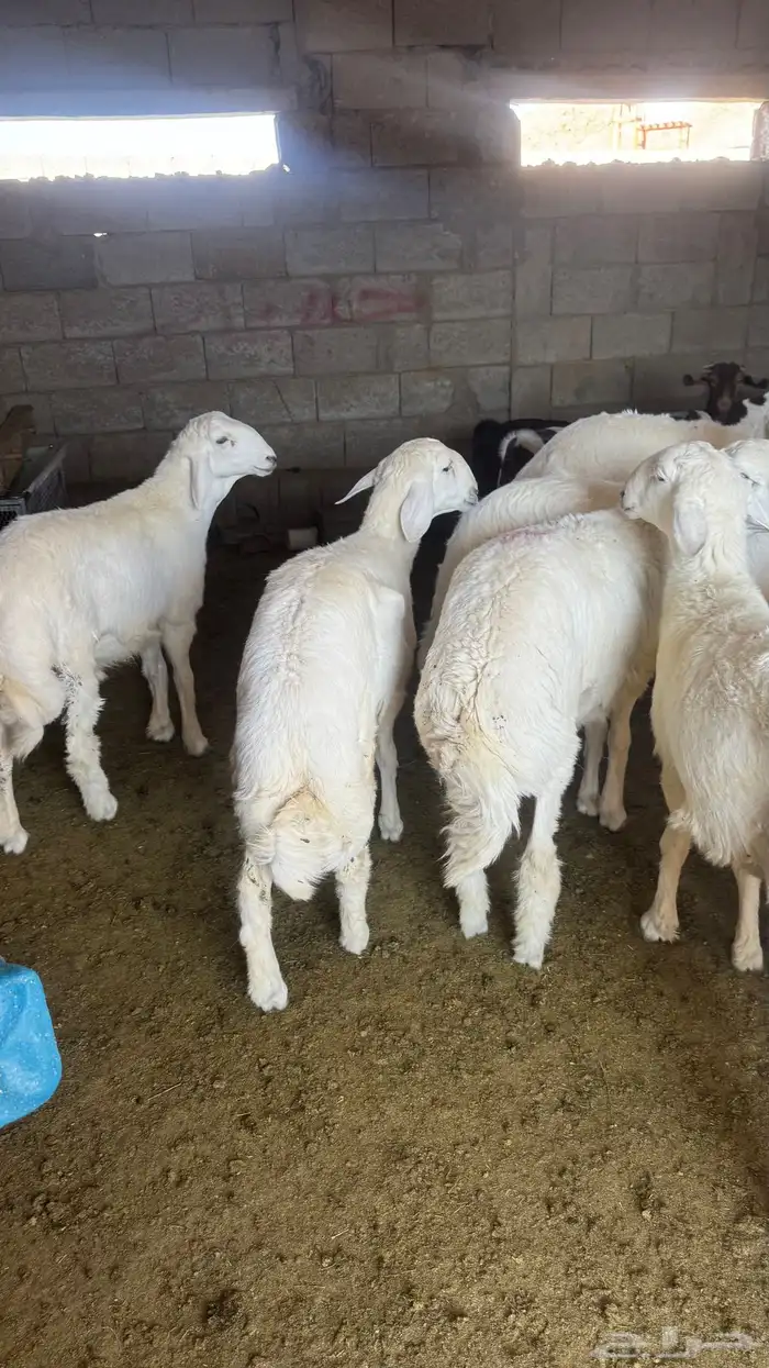 للبيع خرفان 3