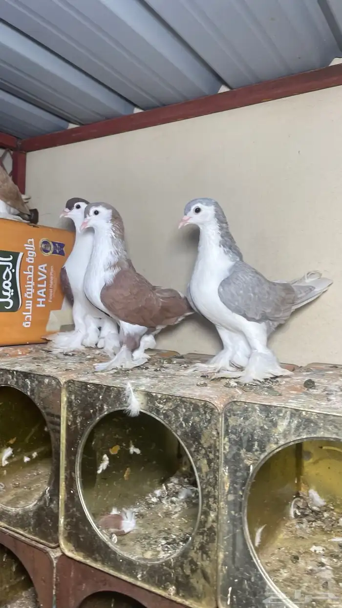 حمام شيرازي فاخر 1