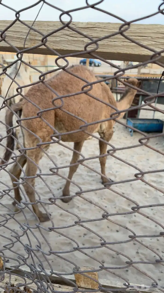 قعدان ثنين للبيع 3