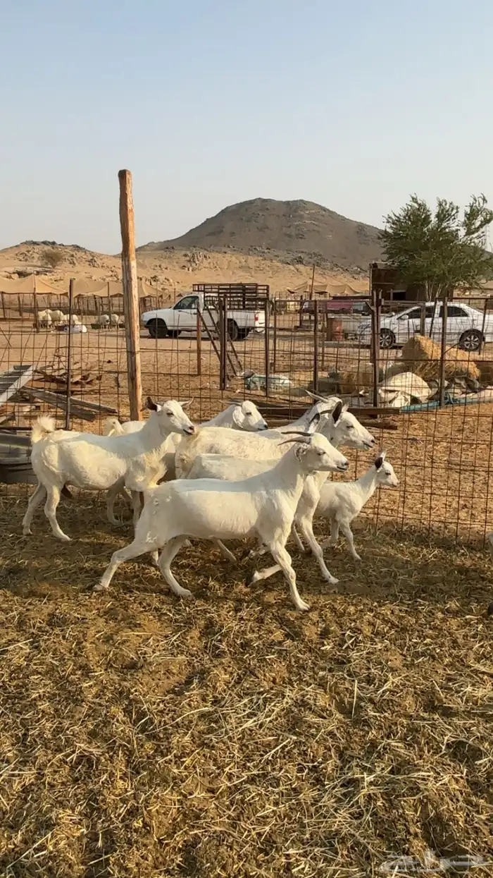 معزا بيشيه 5