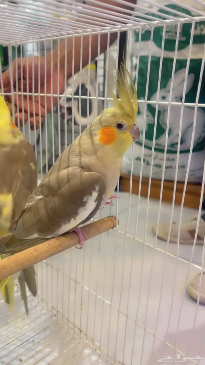 كروان جوز باكستاني للانتاج عرض ب 400 2