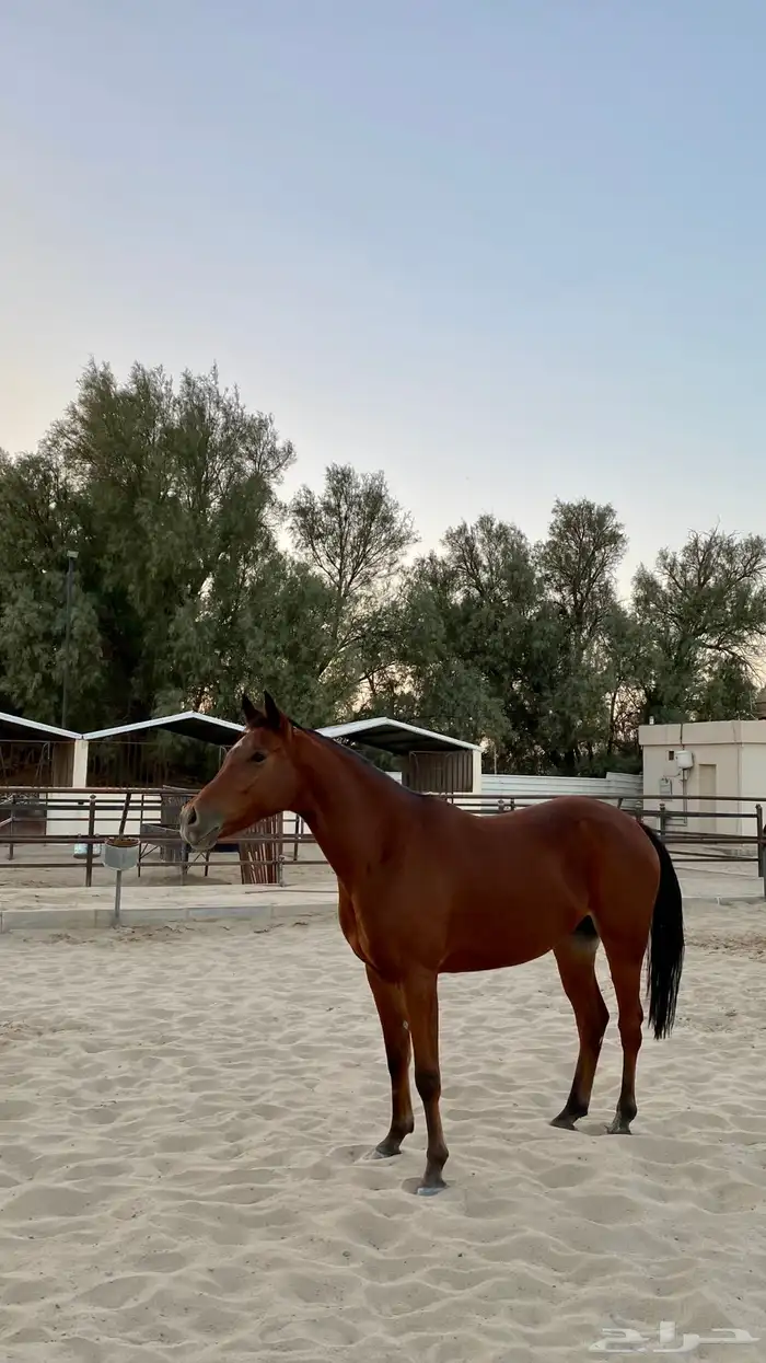 فرس شعبية للبيع 1