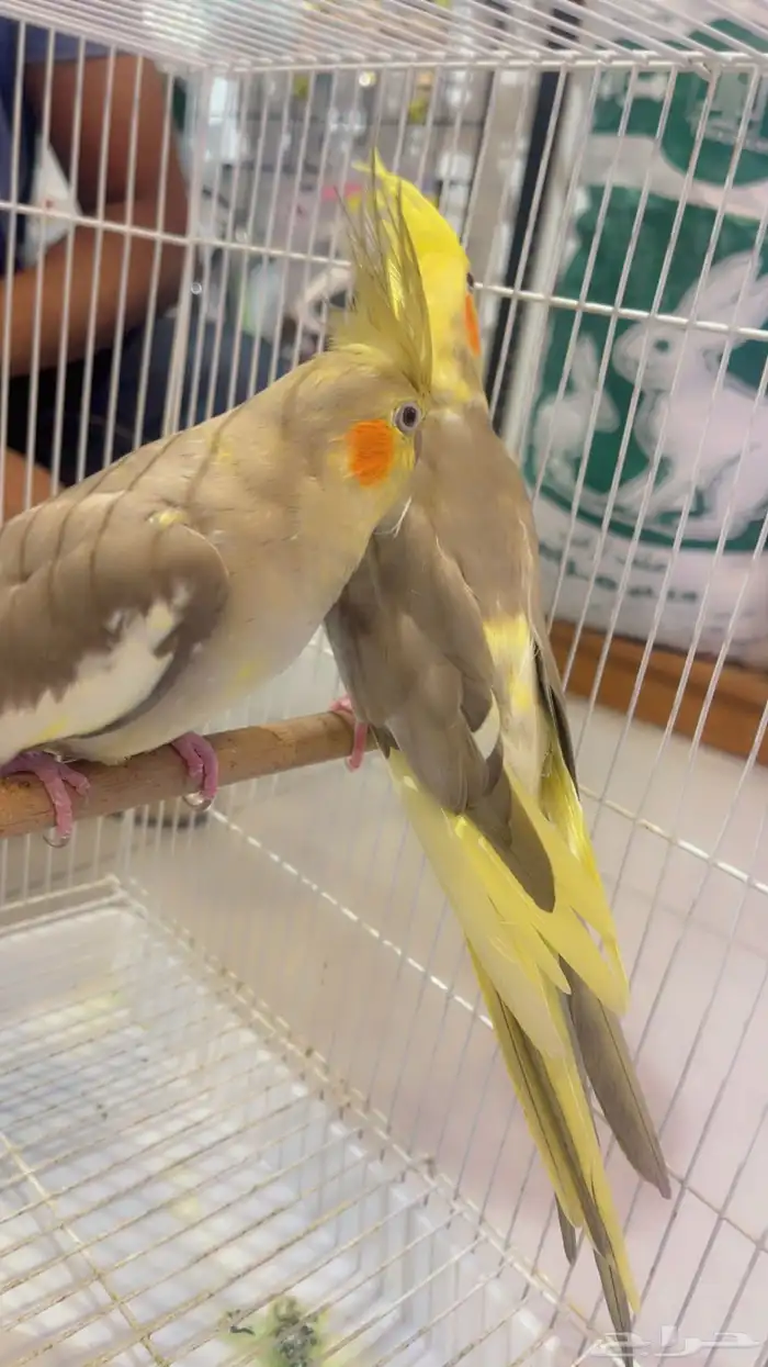 كروان جوز باكستاني للانتاج عرض ب 400 0