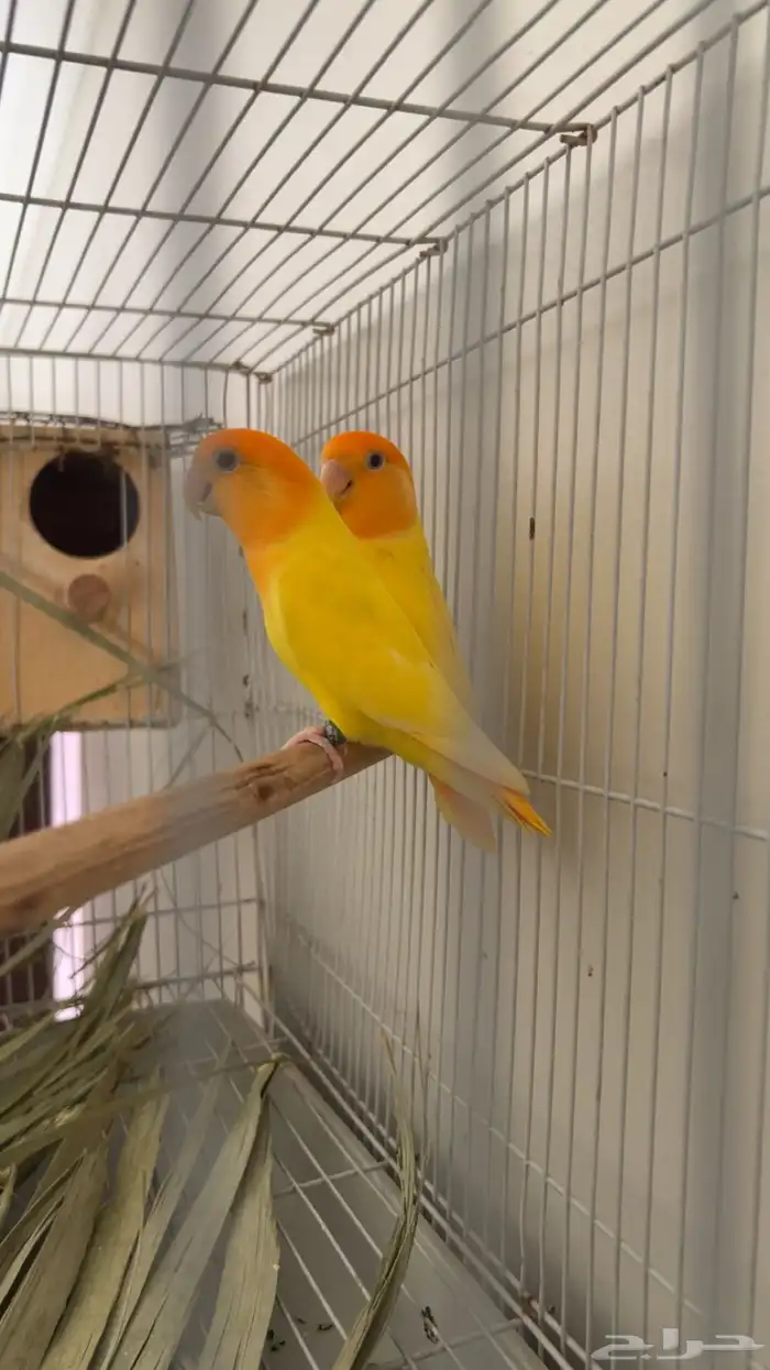 للبيع طيور روز صحه ونضافه وحجم بس في واحد مافي رجل 0