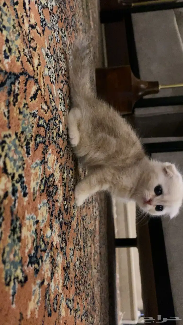 قطط كيتن سكوتش بيور للبيع 10