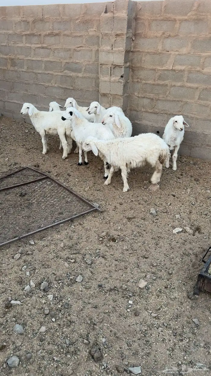 البيع. البيع. بهم. اعمره من. ثلاث. شهور. وفوق. نظيفه 0