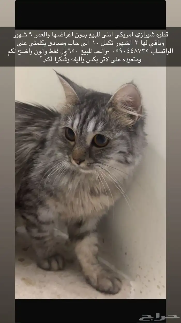 للبيع مستعجل هملايا 1