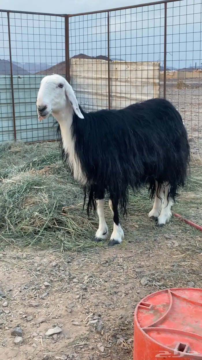 نجديه صنف تم البيع 2