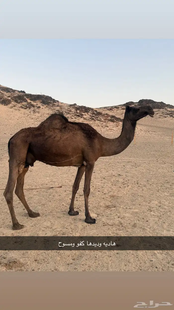 ابل مجاهيم 1