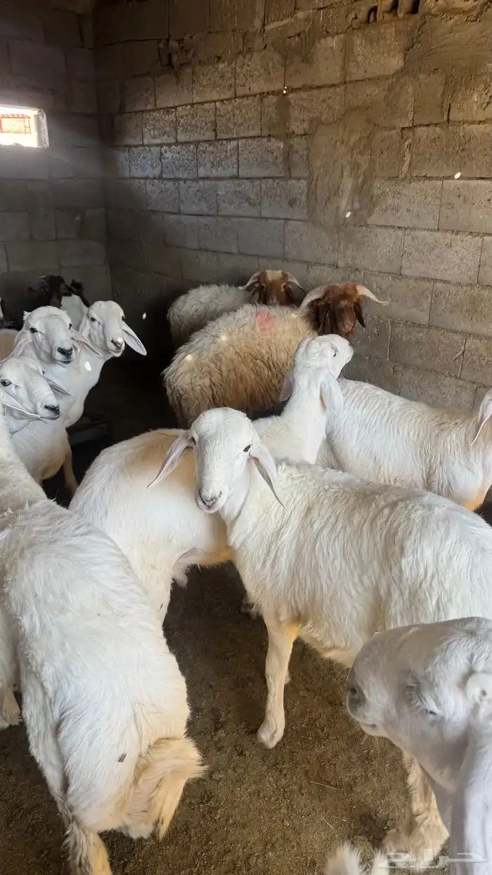 للبيع خرفان 5