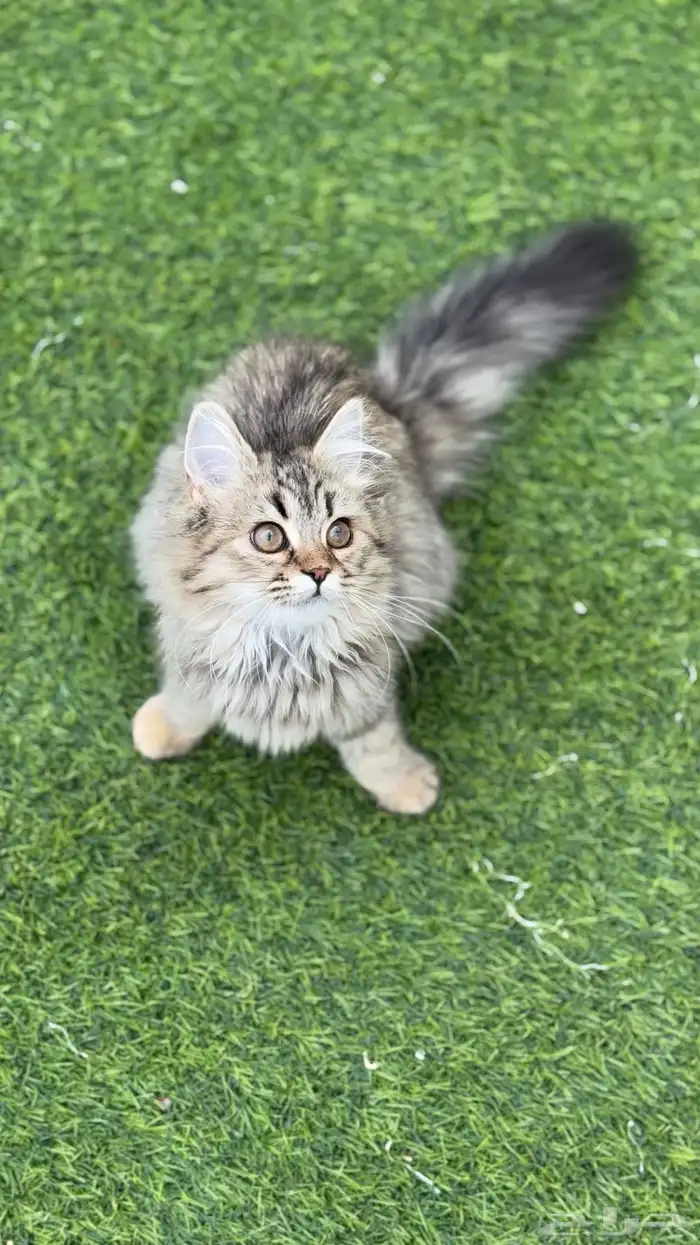 قطه انثى شيرازي (تم التبني) 3