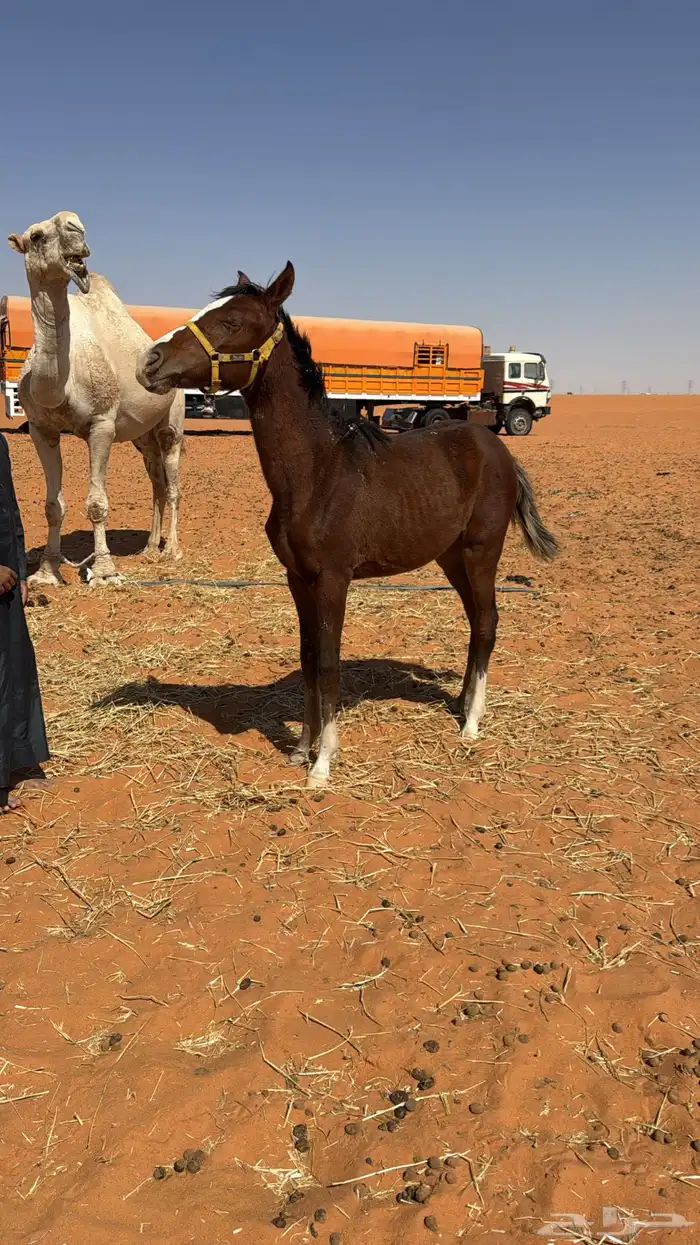 مهره طيبه بدون ورق ابوها كفو وامها كفو 3