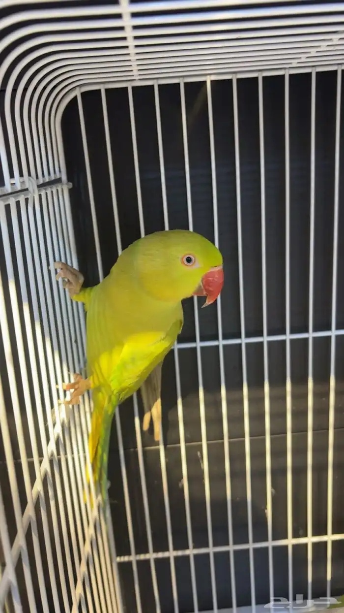 زوجين دره هولندي اخضر 3