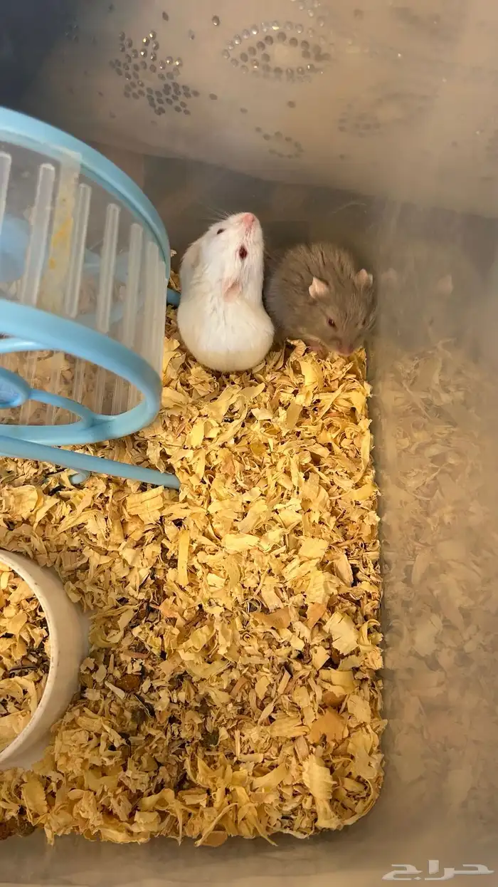 هامستر روسي صغير كيوت 0