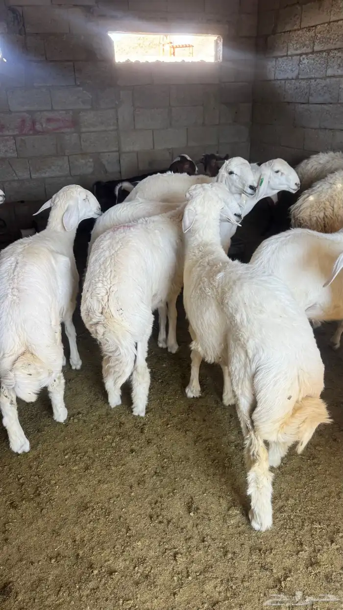 للبيع خرفان 0