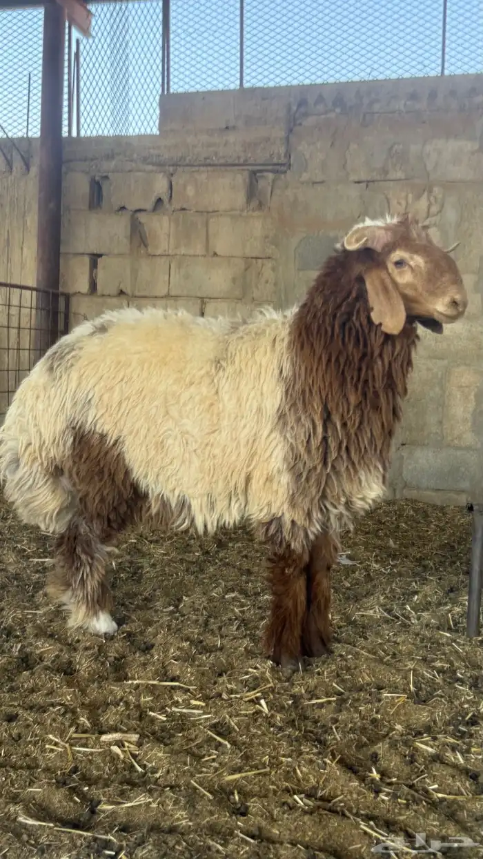 خرفان نعيم بلدي ذمه وأمانه 0