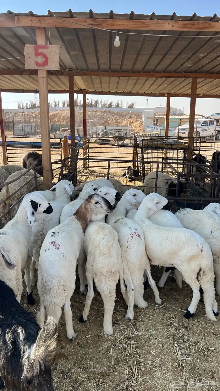 غنم نعيمي وحري وسواكني ونجدي 3